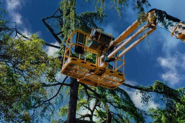 Best Fruit Tree Pruning  in Desoto, TX